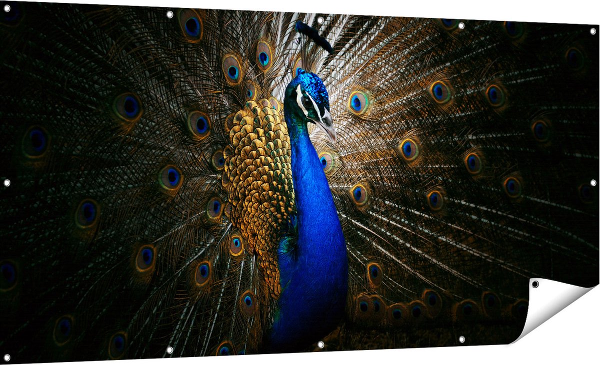 Gards Tuinposter Blauwe Pauw met Grote Veren - 180x90 cm - Tuindoek - Tuindecoratie - Wanddecoratie buiten - Tuinschilderij Multikleur