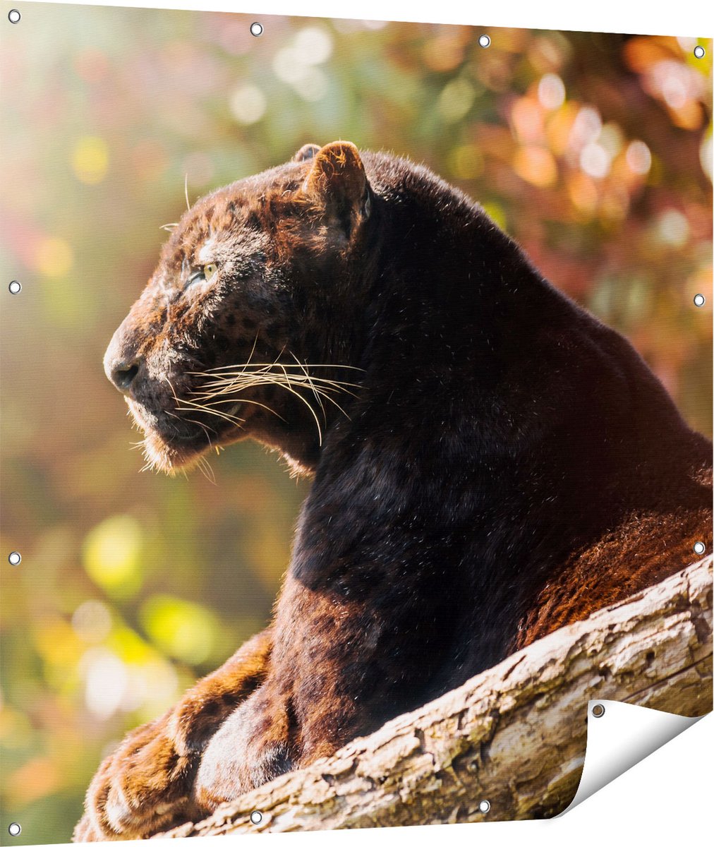Gards Tuinposter Zwarte Panter vanaf de Zijkant - 110x110 cm - Tuindoek - Tuindecoratie - Wanddecoratie buiten - Tuinschilderij Multikleur
