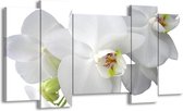 GroepArt - Schilderij - Orchidee - Wit, Groen - 120x65 5Luik - Foto Op Canvas - GroepArt 6000+ Schilderijen 0p Canvas Art Collectie - Wanddecoratie