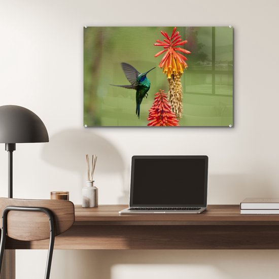 Colibri se nourrit d'une belle fleur en plexiglas 60x40 cm - Tirage photo sur Glas (décoration murale en plexiglas)