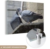 Couple de pigeons voyageurs dans les rues Plexiglas 60x40 cm - Tirage photo sur Glas (décoration murale en plexiglas)