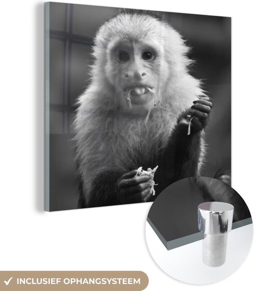 MuchoWow® Glasschilderij - Fruit etende kapucijnaap in Costa Rica in zwart wit - 50x50 cm - Acrylglas Schilderijen - Foto op Glas