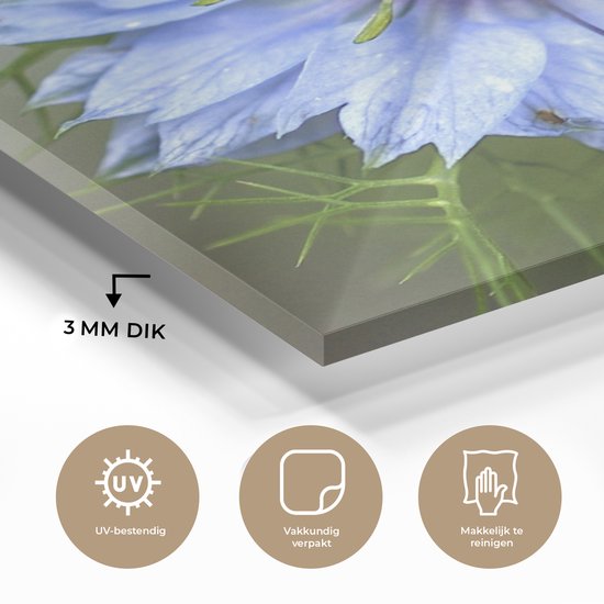 Une nigelle bleu clair en fleur Plexiglas 50x50 cm - Tirage photo sur Glas (décoration murale plexiglas)