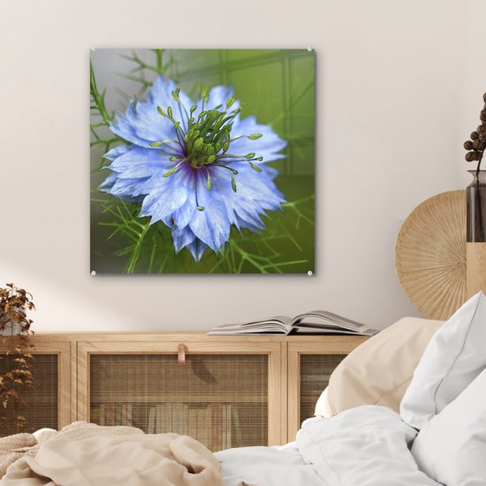 Une nigelle bleu clair en fleur Plexiglas 50x50 cm - Tirage photo sur Glas (décoration murale plexiglas)