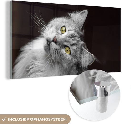 MuchoWow® Glasschilderij 40x20 cm - Schilderij acrylglas - Wit met grijze Maine Coon kat - Foto op glas - Schilderijen