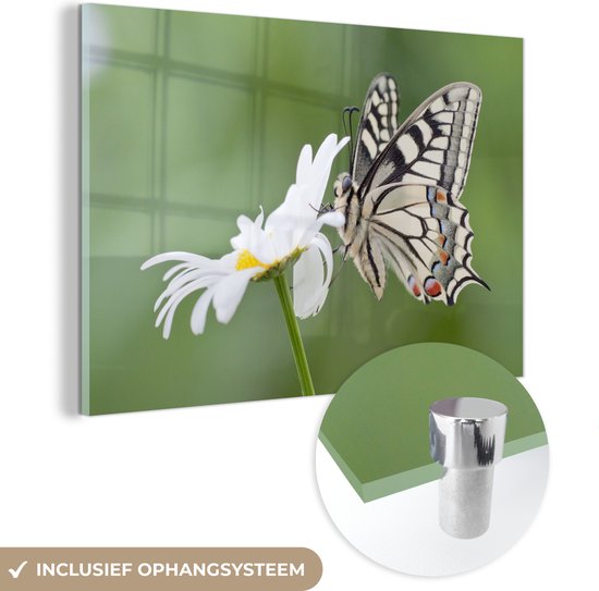 MuchoWow® Glasschilderij 120x80 cm - Schilderij acrylglas - Kleine koninginnenpage vlinder op een madeliefje - Foto op glas - Schilderijen