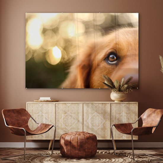 Le scintillement dans l'oeil du Golden Retriever Plexiglass 180x120 cm - Tirage photo sur Glas (Décoration murale Plexiglass) XXL / Groot format!