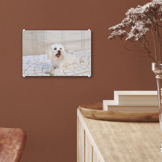 ® Glasschilderij 30x20 cm - Schilderij acrylglas - Een Maltezer hond ligt op een pad - Foto op glas - Muurdecoratie woonkamer - Wanddecoratie slaapkamer - Schilderijen