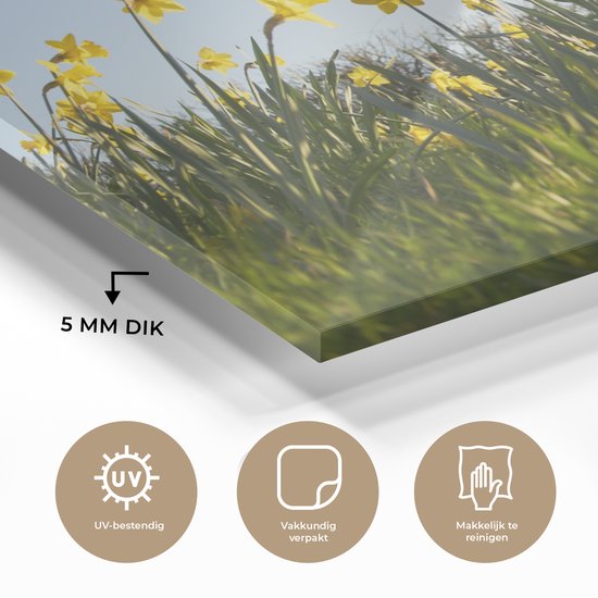 Agneau parmi les fleurs jaunes Plexiglas 120x80 cm - Tirage photo sur Glas (décoration murale plexiglas)