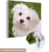 MuchoWow® Glasschilderij 50x50 cm - Schilderij acrylglas - Maltezer hond kijkt naar boven - Foto op glas - Schilderijen
