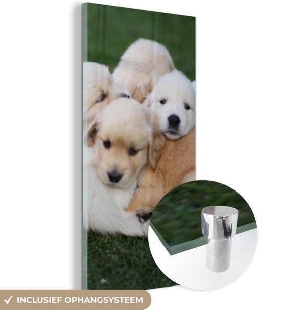 MuchoWow® Glasschilderij 20x40 cm - Schilderij acrylglas - Dieren - Puppy's - Honden - Foto op glas - Schilderijen
