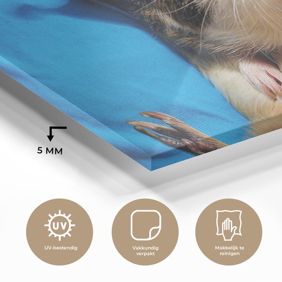 MuchoWow® Peinture sur verre 120x60 cm - Peinture sur verre - Cochon d'Inde - Drôle - Kroon - Enfants - Garçons - Filles - Enfant - Photo sur verre acrylique - Peintures