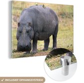 MuchoWow® Glasschilderij 60x40 cm - Schilderij acrylglas - Nijlpaard - Gras - Foto op glas - Schilderijen