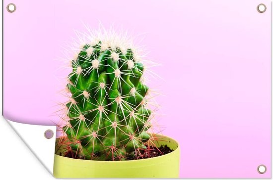 Cactus en pot sur fond rose affiche de jardin toile en vrac 90x60 cm - Toile de jardin / Toile d'extérieur / Peintures d'extérieur (décoration de jardin)