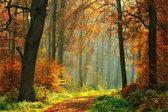 Schilderij natuur en bos - Herfst - plexiglas - Schilderij - foto op plexiglas - 120 x 80 cm