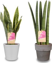 Kamerplanten van Botanicly – 2 × Vrouwentongen incl. sierpot wit als set – Hoogte: 35 cm – Sansevieria trif. Laurentii