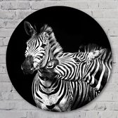 Zebra’s - 40 cm Aluminium Muurcirkel - Dieren - Wanddecoratie - Rond Schilderij - Wandcirkel