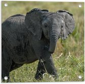 Tuinposter – Babyolifantje - 50x50cm Foto op Tuinposter  (wanddecoratie voor buiten en binnen)
