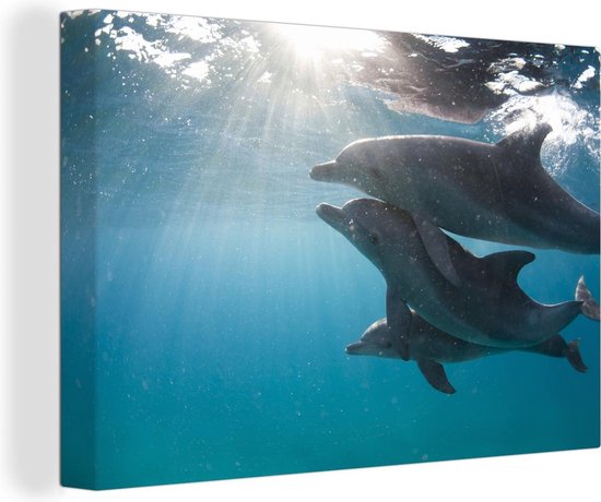 Canvas Schilderij Drie dolfijnen onder het wateroppervlak - 60x40 cm - Wanddecoratie