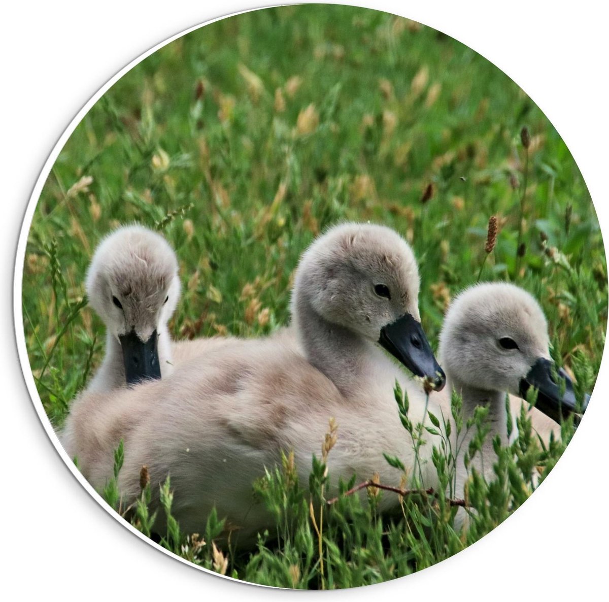 Forex Wandcirkel - Baby Eendjes in het Gras - 20x20cm Foto op Wandcirkel (met ophangsysteem)