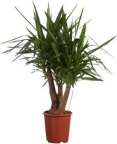 Hellogreen Kamerplant - Yucca Palmlelie Elephantipes – ↕ 90 cm
