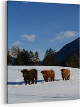 Schilderij - Nature scene with cow animal at winter with snow mountain landscape — 70x100 cm