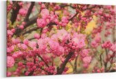 Schilderij - Roze bloemetjes — 90x60 cm