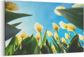 Schilderij - Gele tulpen en blauwe hemel — 100x70 cm