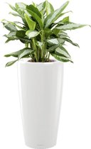 Aglaonema Silver Bay in watergevende Rondo wit | Chinese Evergreen