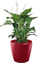 Spathiphyllum in watergevende Classico rood | Lepelplant
