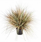 Strelitzia Nicolai in Nature Row Egg Planter zwart | paradijsvogelplant