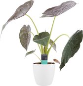 Kamerplant van Botanicly – Olifantsoor incl. sierpot wit als set – Hoogte: 65 cm – Alocasia Wentii
