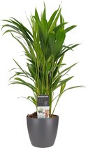 Kamerplant van Botanicly – Goudspalm incl. sierpot antraciet als set – Hoogte: 50 cm – Dypsis lutescens