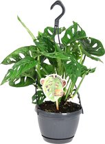 Monstera obliqua „Monkey Leaf“ - Monstera plant - Tropische kamerplant - ↑ 30-40cm - Hangpot-Ø 13cm