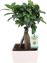 Ficus Microcarpa Ginseng Bonsai - Incl. witte sierpot- ↑ 30-35cm - Ø 15cm