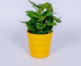 Coffea Arabica - Koffieplant - in gele pot