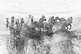 Fotobehang - White Horses 384x260cm - Vliesbehang