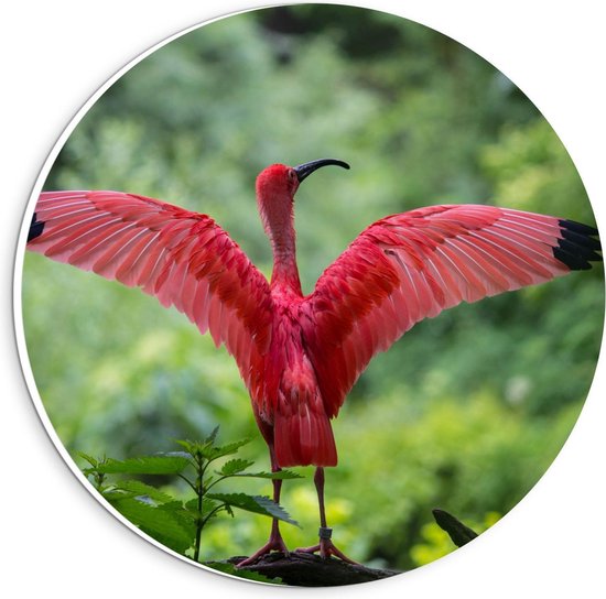 Forex Wandcirkel - Roze Flamingo in het Groen - 20x20cm Foto op Wandcirkel (met ophangsysteem)