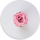 Forex Wandcirkel - Roze Roos op Witte Achtergrond - 30x30cm Foto op Wandcirkel (met ophangsysteem)
