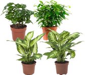Plantenmix van 4: Ficus Green Kinky - Koffieplant - Dieffenbachia Compacta - Dieffenbachia Camilla