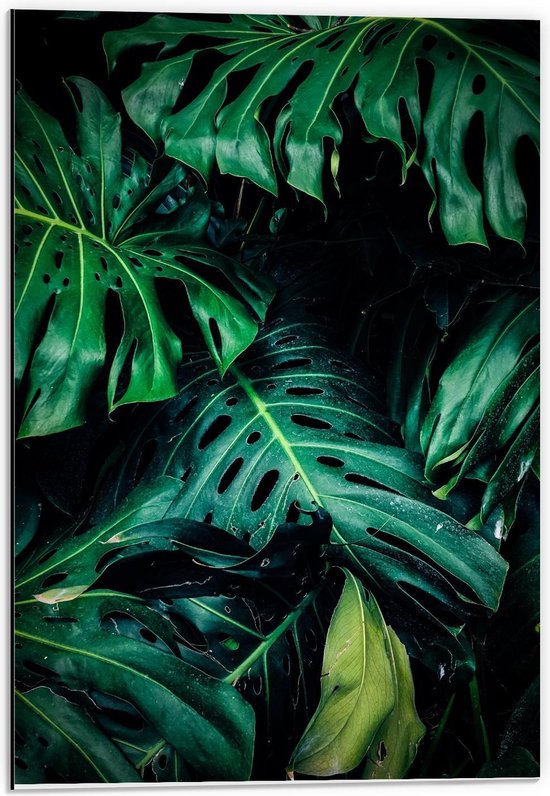 Dibond - Groene Palmbladeren in Donker Bos - 40x60cm Foto op Aluminium (Met Ophangsysteem)