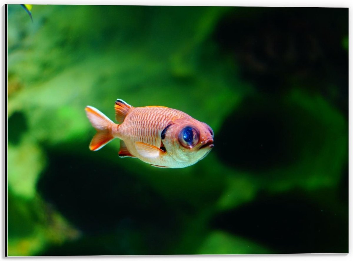Dibond - Rode Vis in Aquarium - 40x30cm Foto op Aluminium (Met Ophangsysteem)