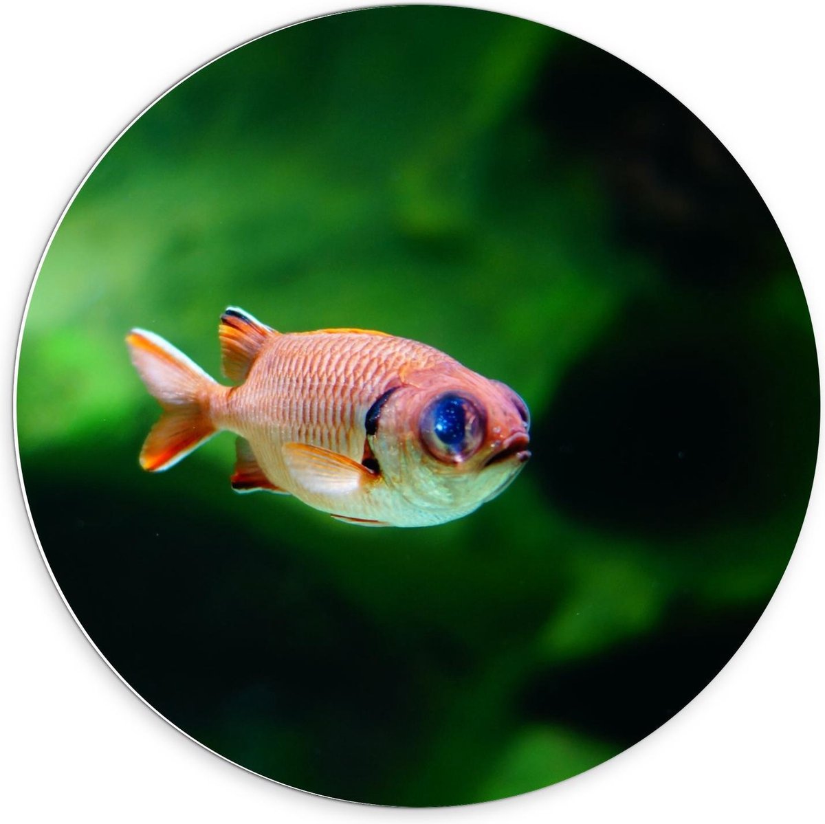 KuijsFotoprint - Schilderij - Rode Vis In Aquarium - Groen En Rood - 70 X 70 Cm