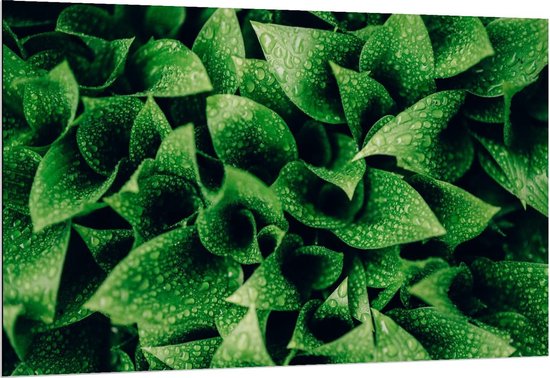 Dibond - Groene Planten met Regendruppels  - 150x100cm Foto op Aluminium (Met Ophangsysteem)