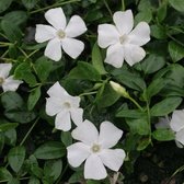100 x Vinca minor 'Gertrude Jekyll' - Maagdenpalm in 9x9cm pot met hoogte 5-10cm