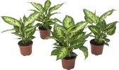 De Groot - Dieffenbachia - 30 Cm - Ø 12 - 1 Stuks