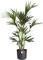 Kentia Palm in ®Elho soft - met luxe sierpot