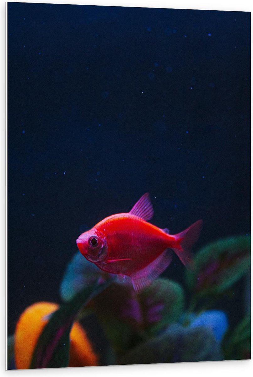 Forex - Rood Visje in Aquarium - 80x120cm Foto op Forex
