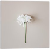 Forex - Witte Bloem  - 50x50cm Foto op Forex