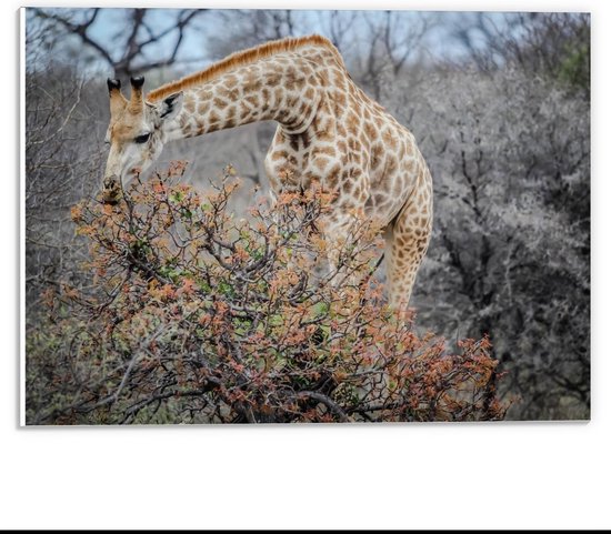Forex - Giraffe bij bomen  - 40x30cm Foto op Forex